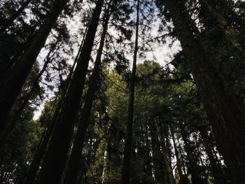 Low angle view of bamboo trees in forest