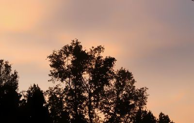 Silhouette of trees at sunset