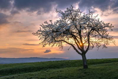 Tree on field against sky during sunset