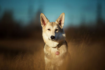 Portrait of dog standing on land