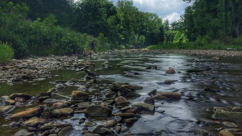 Scenic view of river in forest