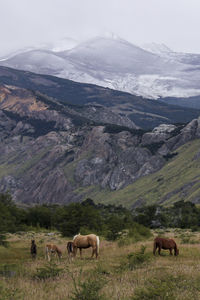 Horses grazing in a field near snow caped mountains