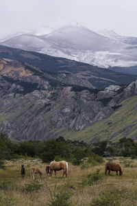 Horses grazing in a field