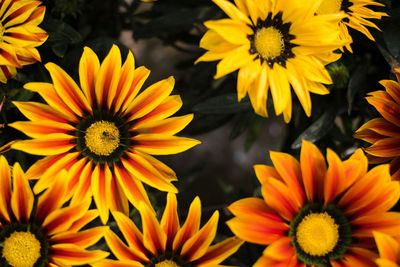 Close-up of yellow and orange flowers