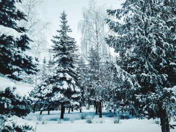 Snow covered pine trees in forest