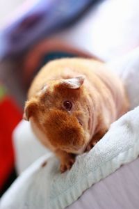 Close-up of stuffed toy