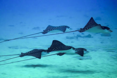 Close-up of fishes swimming in sea