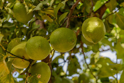 Close-up of fruits growing on tree