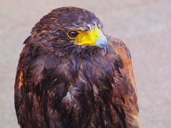 Close-up of wet eagle