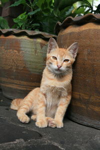 Portrait of cat sitting outdoors