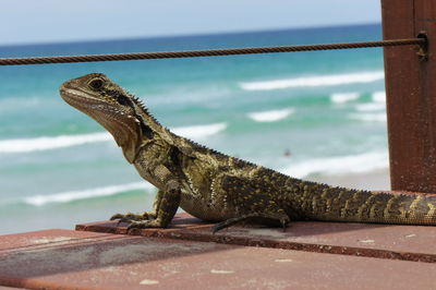 Close-up of lizard on sea shore