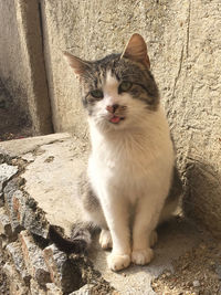 Portrait of cat sitting outdoors