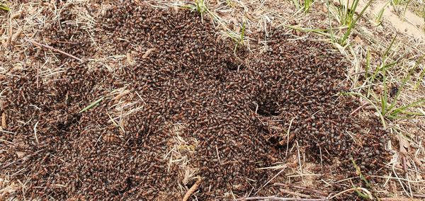 High angle view of insect on field