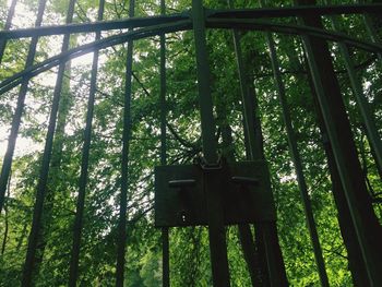 Low angle view of bamboo trees in forest