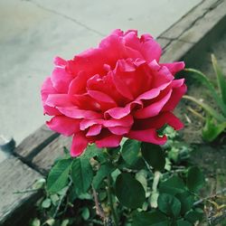 Close-up of rose blooming outdoors