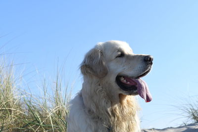 Close-up of dog against clear sky