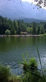 Scenic view of lake in forest