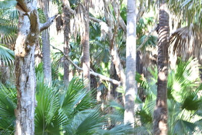 Palm trees in forest