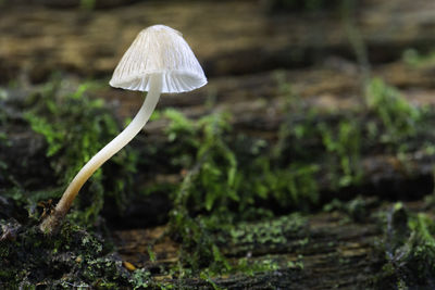 Close-up of mushroom growing on field