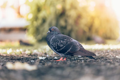 Close-up of pigeon perching on a land