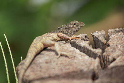 Close-up of lizard on rock