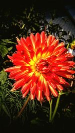 Close-up of red flower