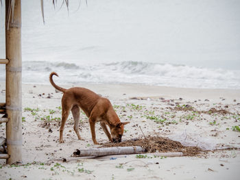 Lion standing on beach