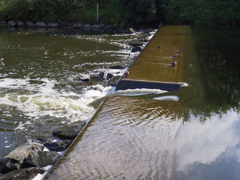 High angle view of river amidst trees
