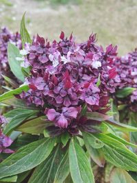 Close-up of pink flowers