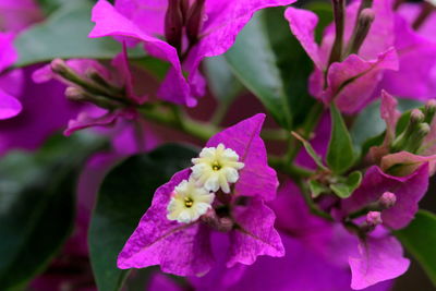 Close-up of pink flowers blooming outdoors