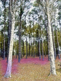 Trees in forest against sky