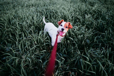 Portrait of dog standing on grass