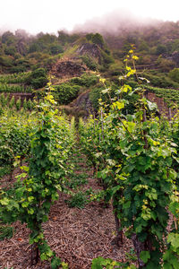 Scenic view of vineyard
