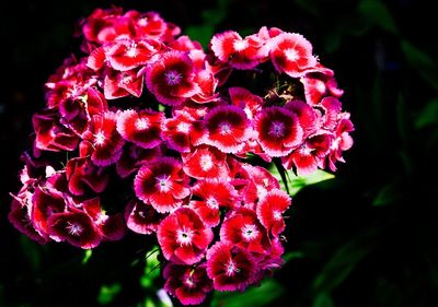 Close-up of pink rose flowers in park