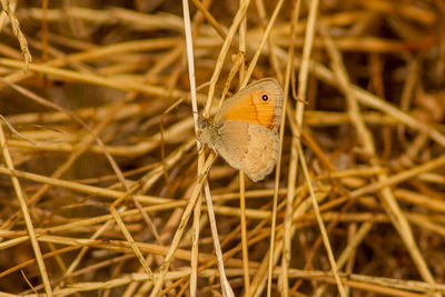 Close-up of butterfly on grass