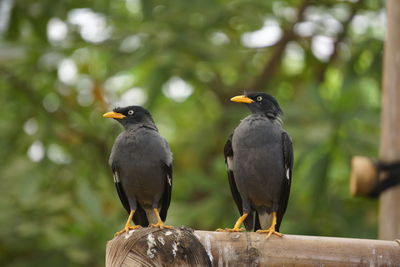 Close-up of birds perching on wood