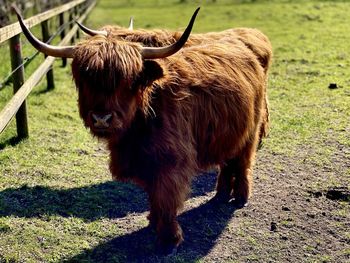 Cattle in a field