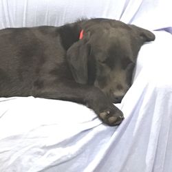 Dog sleeping on bed