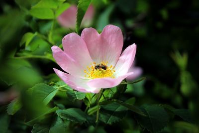 Close-up of pink flowers