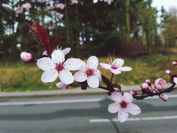 Close-up of pink flowers