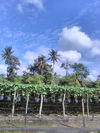 Palm trees on field against sky