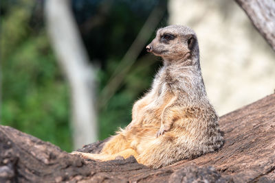 Portrait of a meerkat sitting on a log