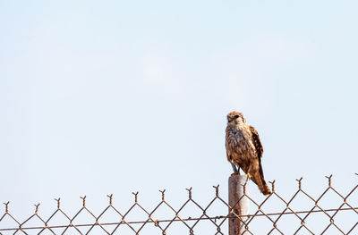 Low angle view of bird perching on fence against sky