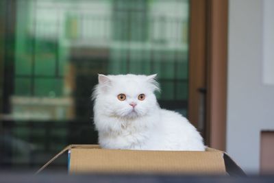 Portrait of white cat at home