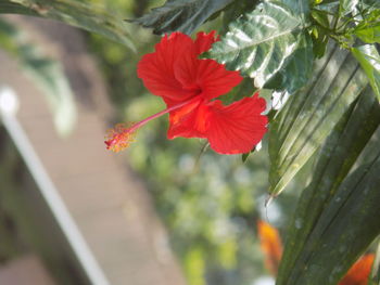 Close-up of red hibiscus on plant