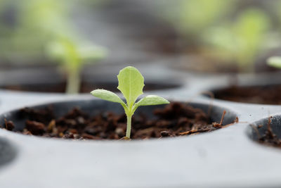Close-up of small plant
