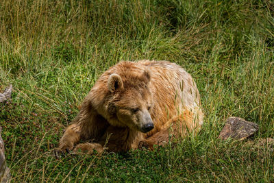 Bear relaxing on field