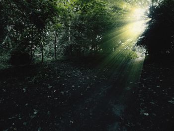 Trees in forest