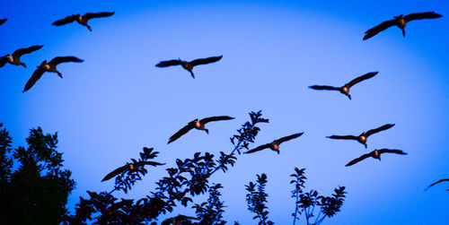 Low angle view of birds flying in sky