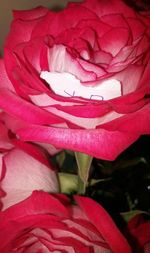 Close-up of red flower blooming outdoors